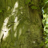 Horse Chestnut